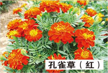 ͼƬƣȸݣ죩
625