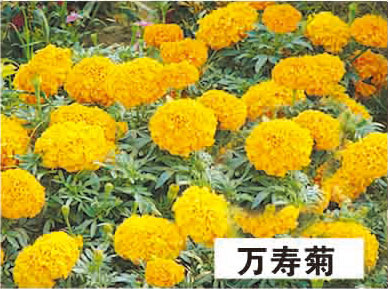 ͼƬƣپ-
736
